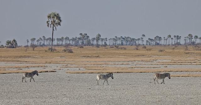 286 Kalahari woestijn, zebra's.jpg
